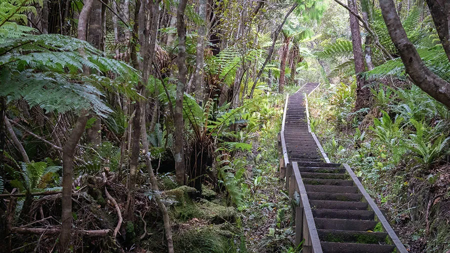 Stewart Island nature Walk
